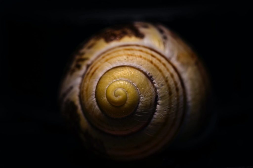 yellow, brown, and black snail shell