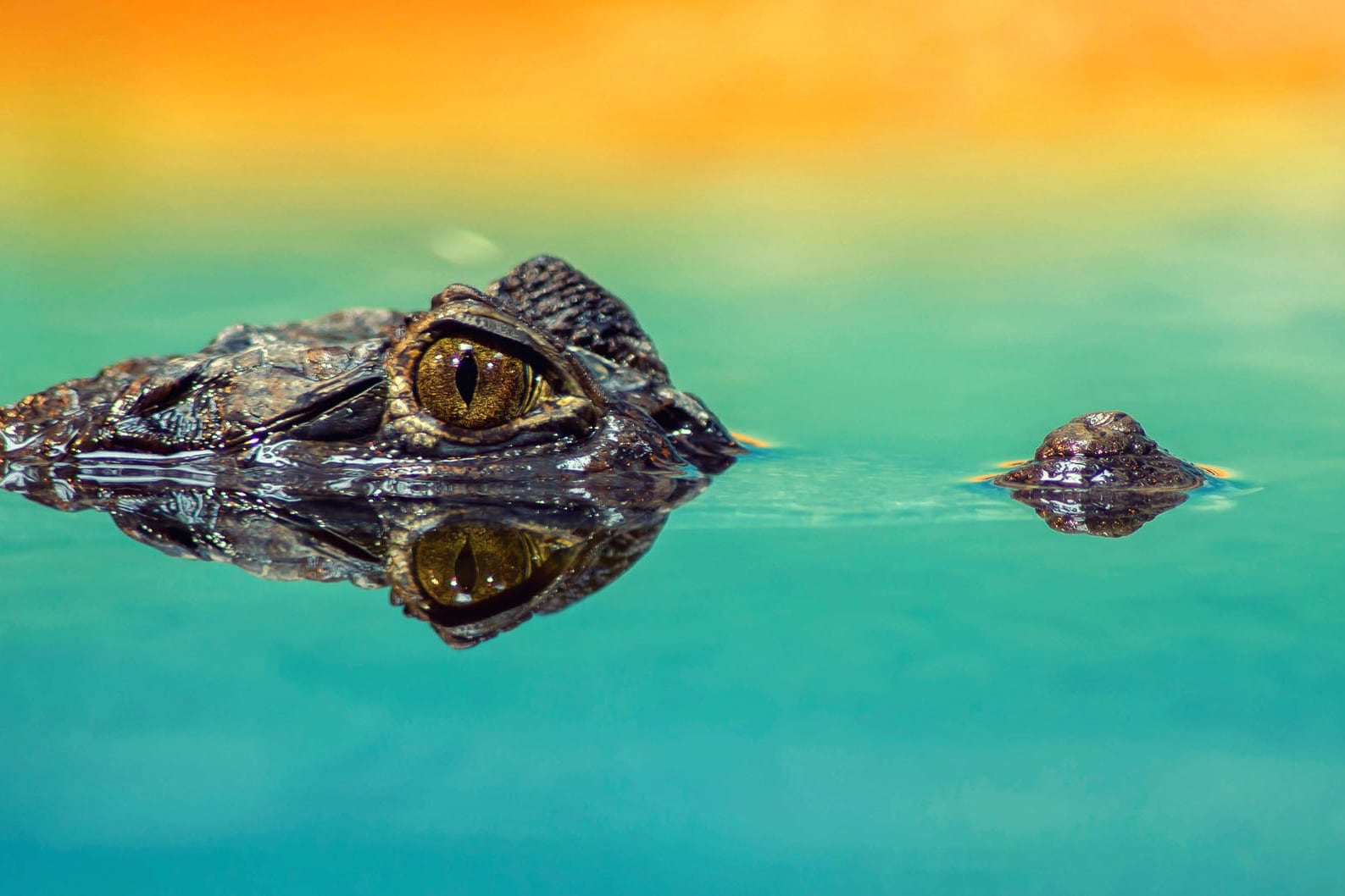crocodile eye and nostril peeking up out of cerulean water