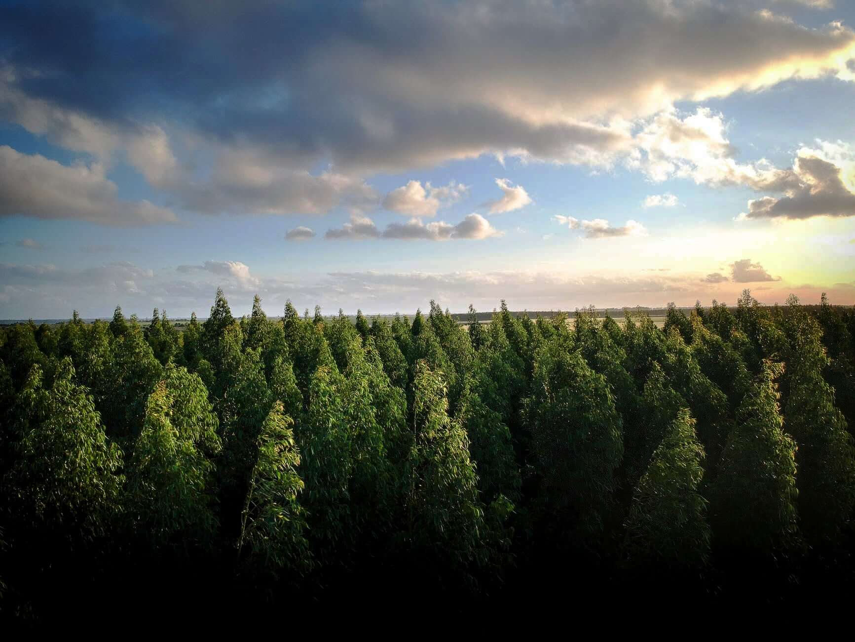 Treetops, horizon, and clouds before sunset