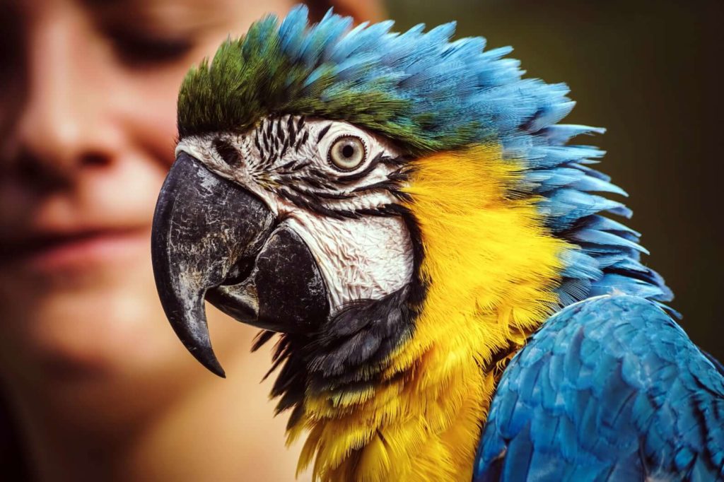 photo of blue and yellow macaw with blurry woman's face in the background