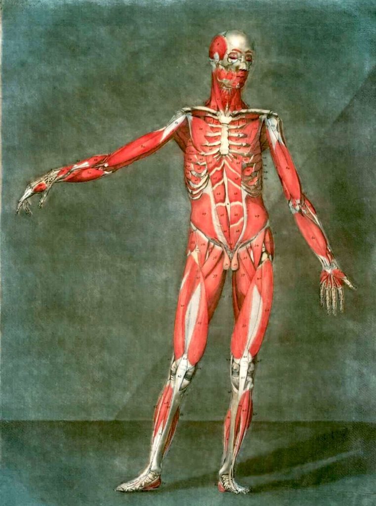 Watercolor painting of standing man with no skin, showing musculature and skeletal structure