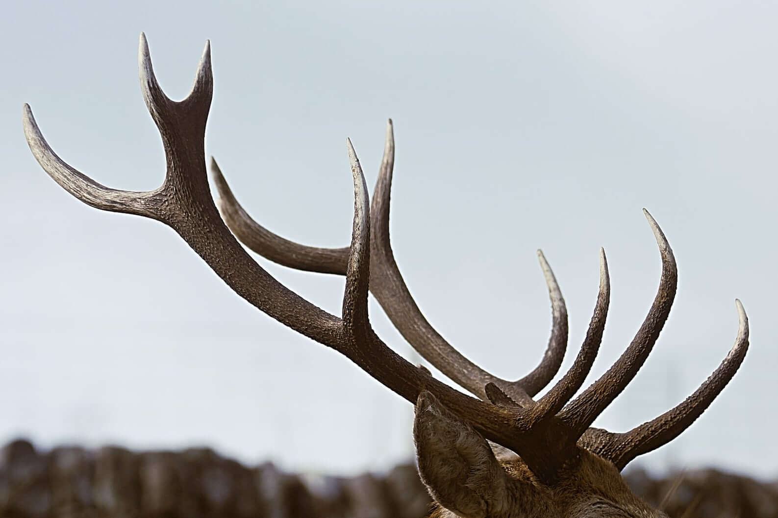 Photo of side view of deer antlers on deer, with deer's head cut out of bottom of frame.