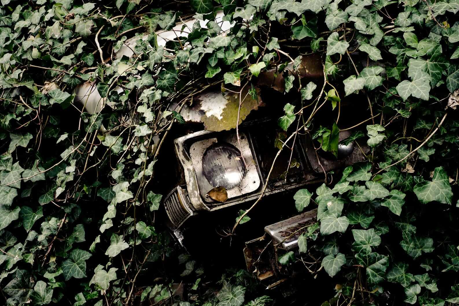 Photo of wrecked car headlight visible through a thick layer of cascading ivy